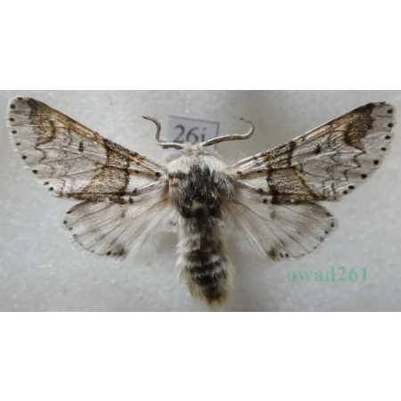 Furcula furcula (Clerck, 1759) male Widłogonka widlica Czech26j
